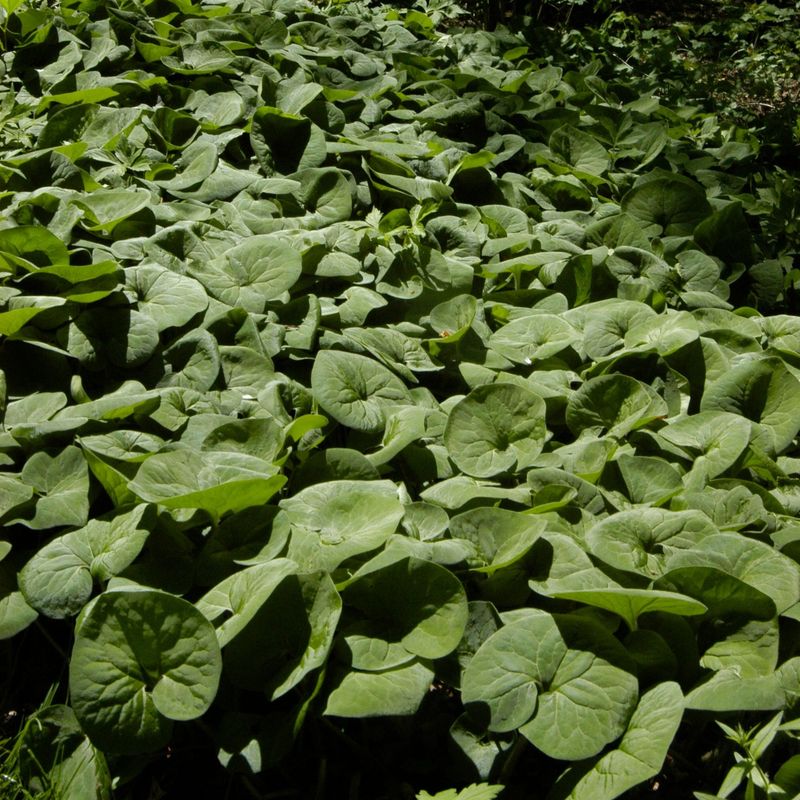 Shade Is Where Wild Ginger Performs Best