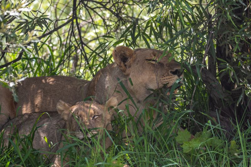 Shade Provides Protection From Predators Shade Provides Protection From Predators