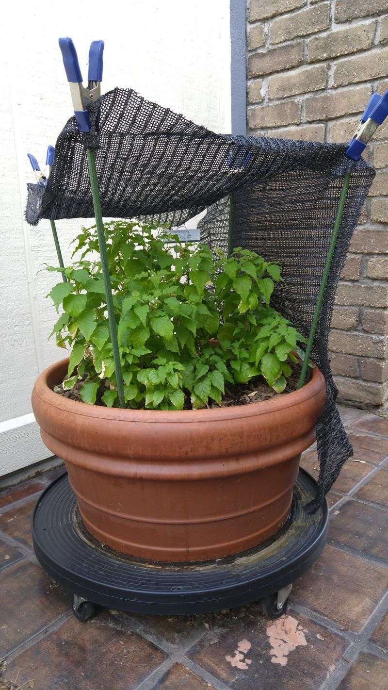 Shade Sensitive Pots During Peak Heat