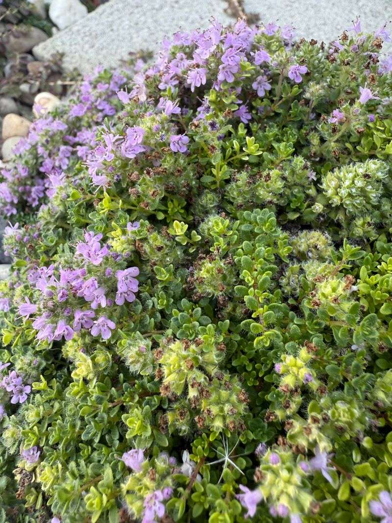 Shade Soil With Living Plants