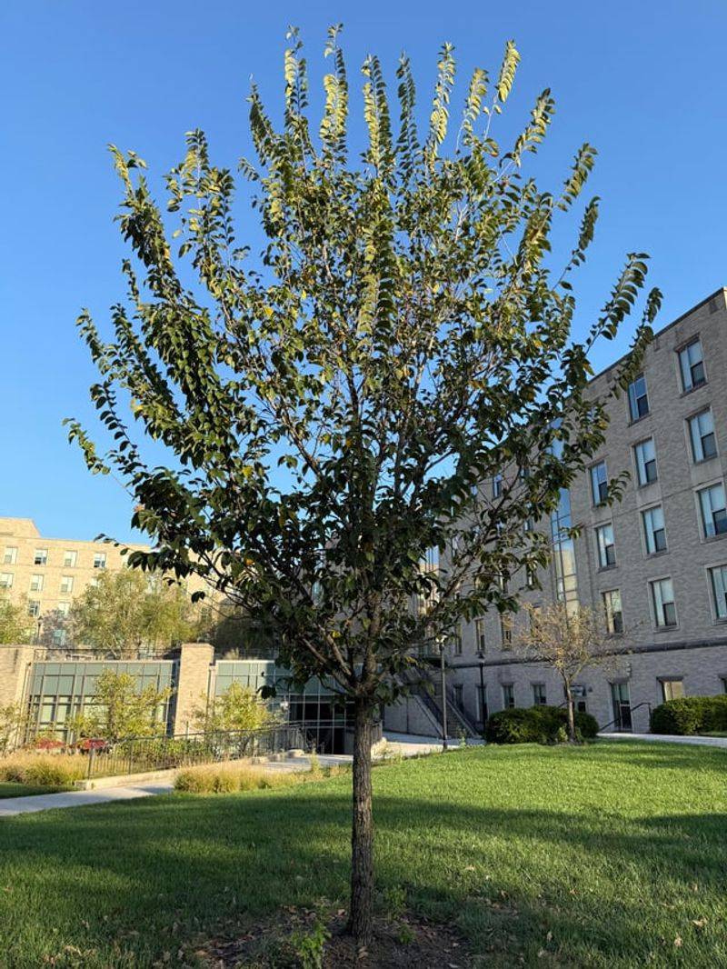 Shade Tolerance That Opens Up Planting Spots