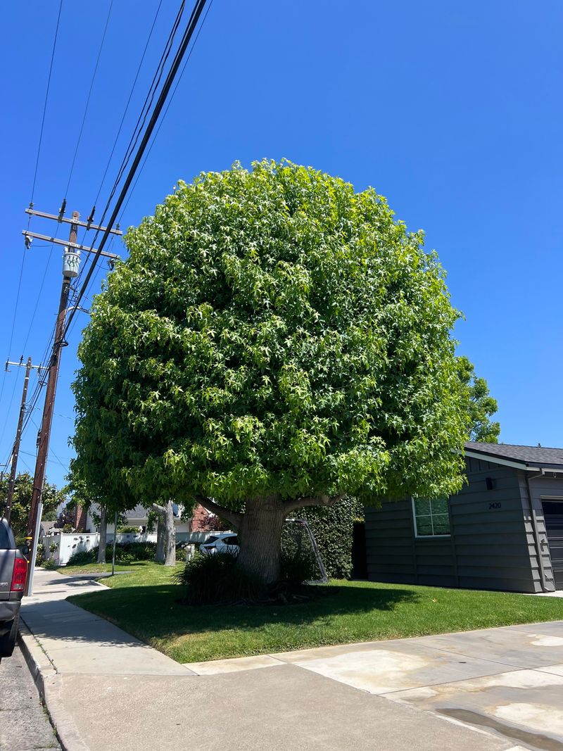 Shade Trees Can Lower Cooling Costs Over Time