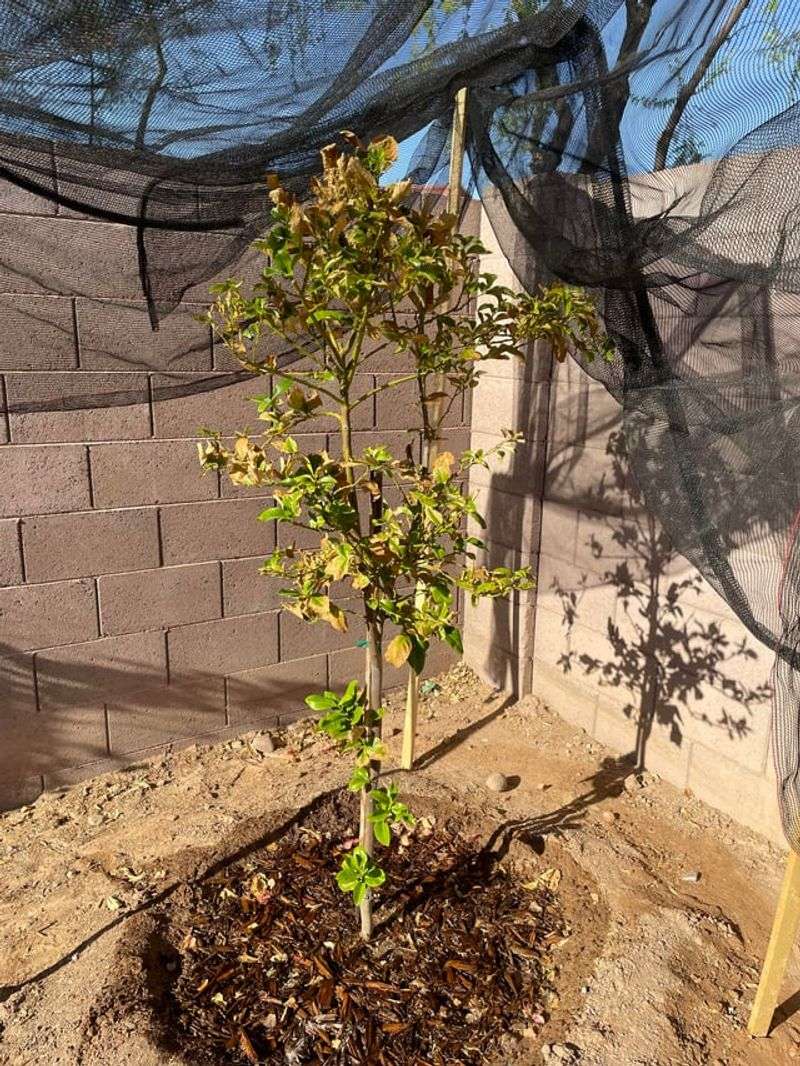 Shade Vulnerable Fruit During Peak Sun Shade Vulnerable Fruit During Peak Sun
