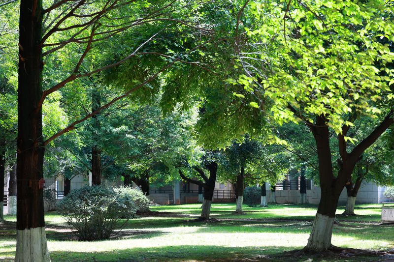 Shaded Areas Under Trees