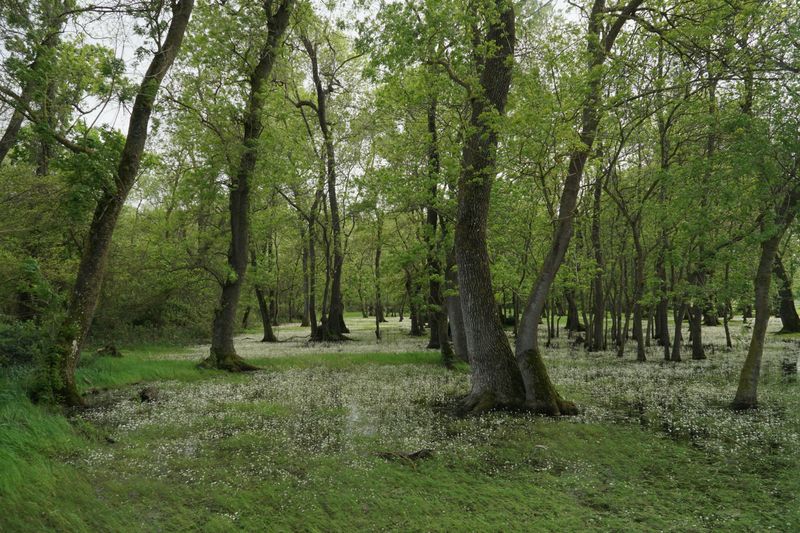 Shady, Damp Areas Near Woodlands Hold Chiggers Shady, Damp Areas Near Woodlands Hold Chiggers