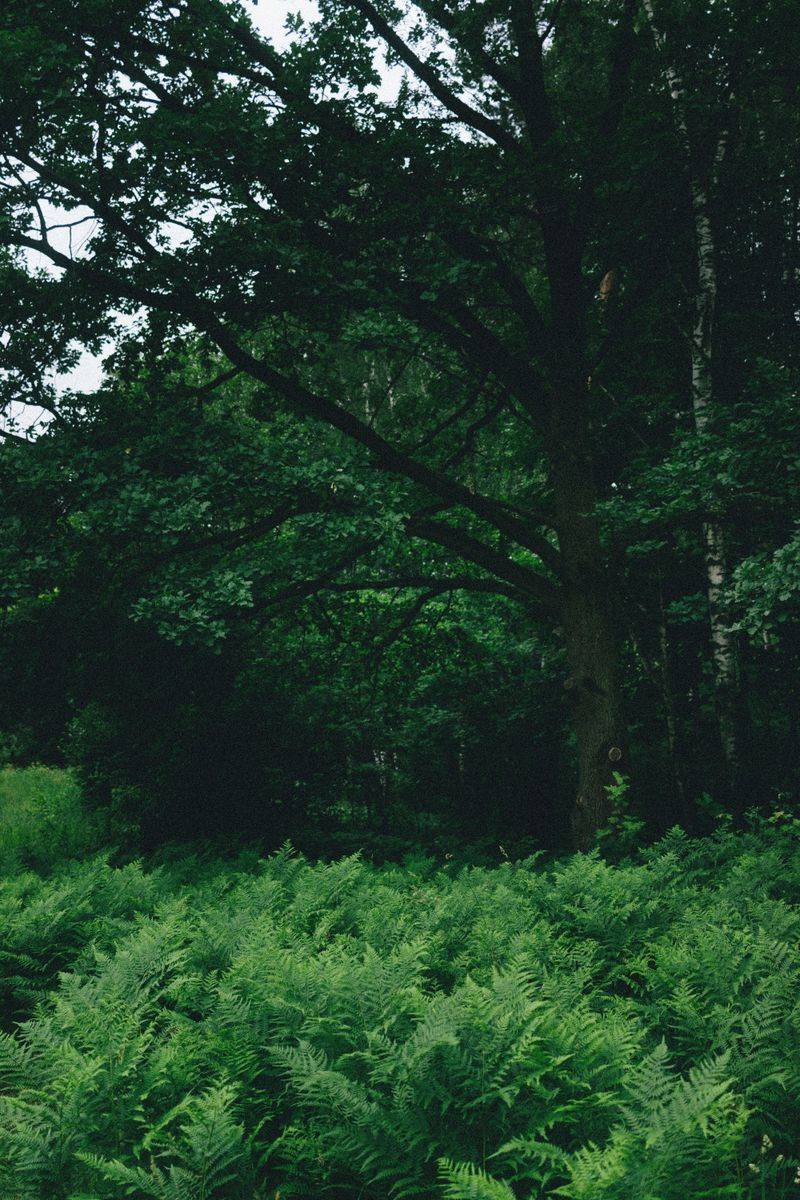 Shady Vegetation Provides Ideal Habitat Shady Vegetation Provides Ideal Habitat