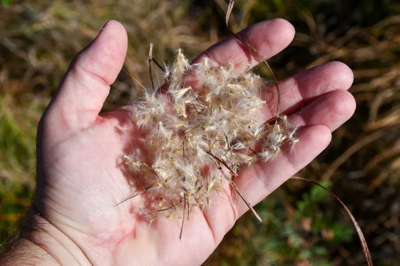 Shaking Seed Heads All Over The Bed