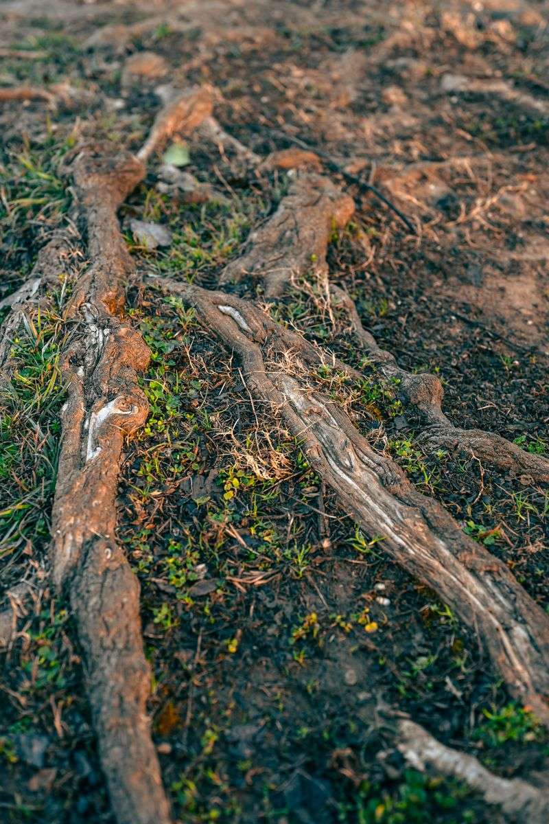Shallow Daily Watering Keeps Roots Near The Surface