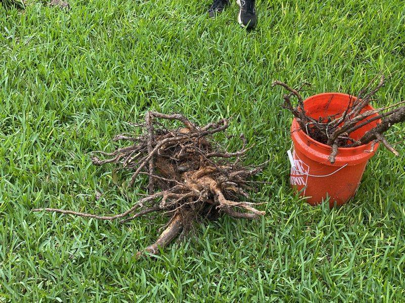 Shallow Fibrous Roots Spread Outward With Time Shallow Fibrous Roots Spread Outward With Time