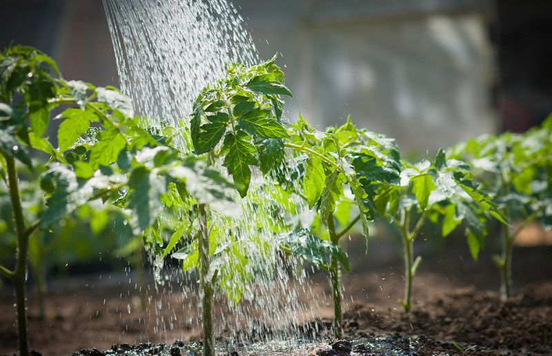 Shallow, Frequent Watering Keeps Roots Near The Surface Shallow, Frequent Watering Keeps Roots Near The Surface