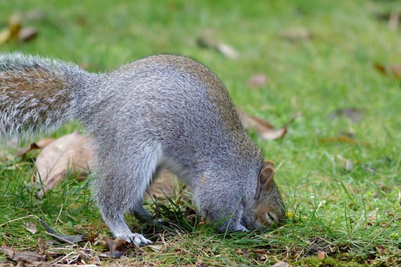 Shallow Little Digs May Be A Squirrel's Pantry