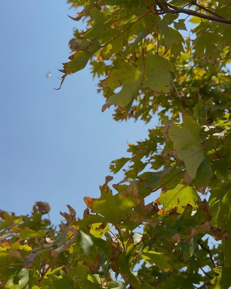 Shallow-Rooted Trees Feel Drought First