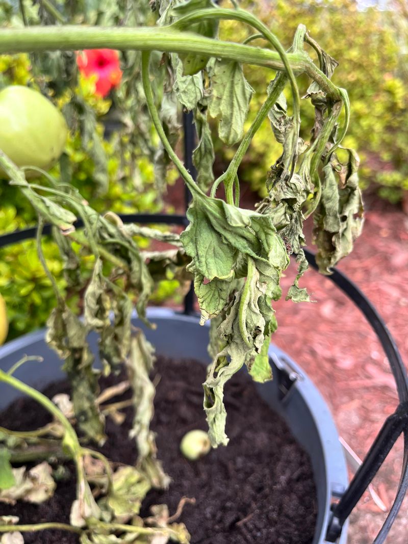 Shallow Roots Can't Keep Up With Heat Shallow Roots Can't Keep Up With Heat