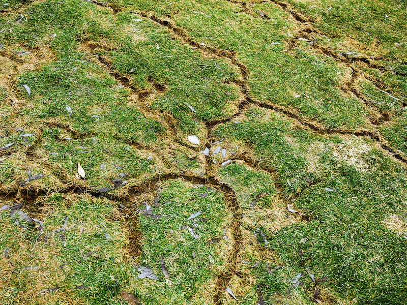 Shallow Surface Tunnels Crisscross Through The Lawn Shallow Surface Tunnels Crisscross Through The Lawn