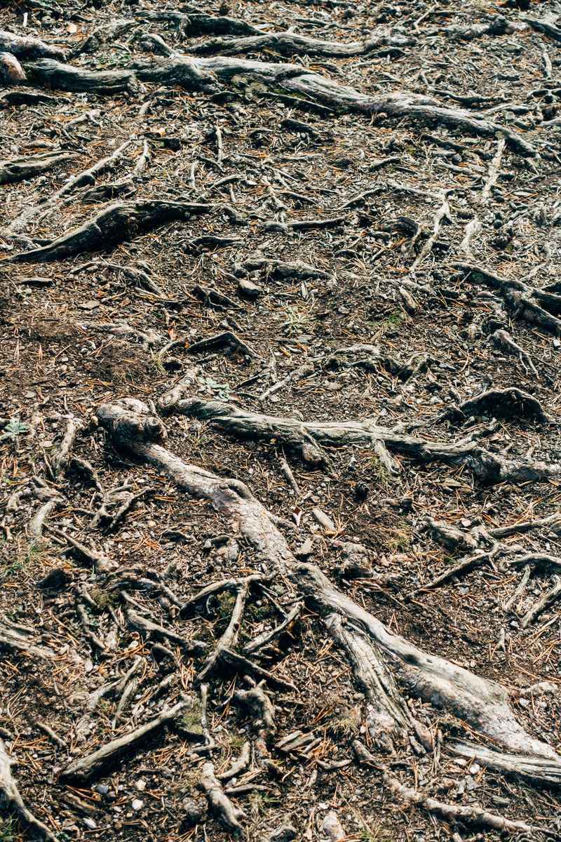 Shallow Topsoil Limits How Deep Roots Can Spread Shallow Topsoil Limits How Deep Roots Can Spread