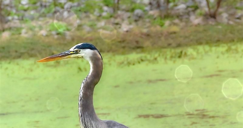 Shallow Water Makes Hunting Much Easier