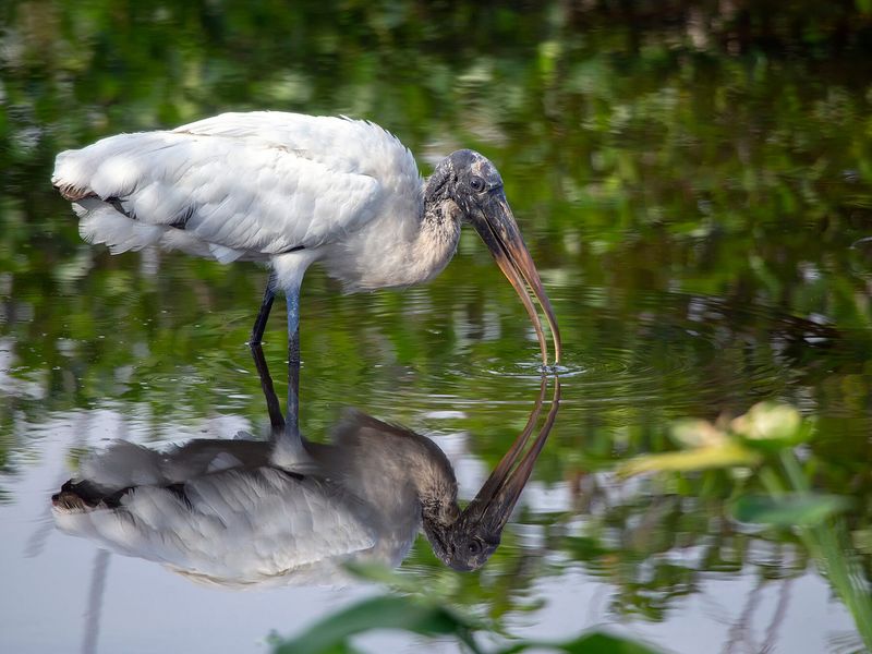 Shallow Water Nearby May Be Offering A Feeding Opportunity
