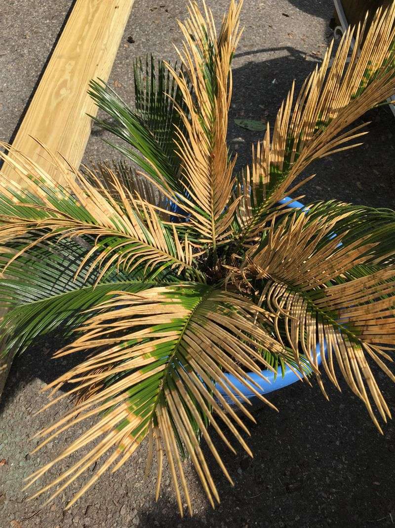 Shallow Watering Leaving Palm Roots Thirsty
