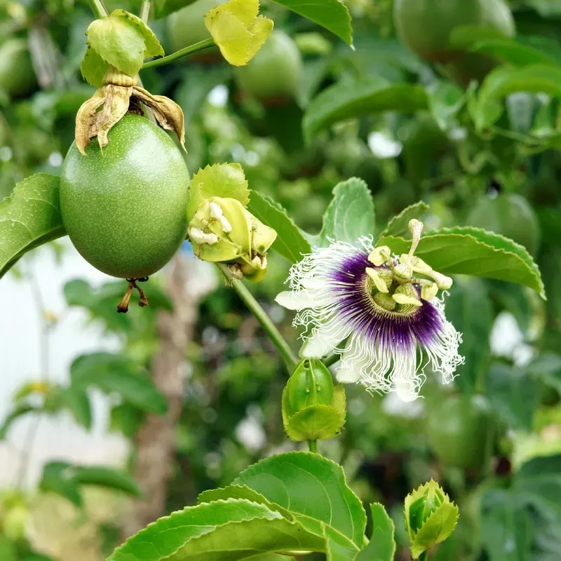 Shallow Watering Leaving Passionfruit Too Thirsty
