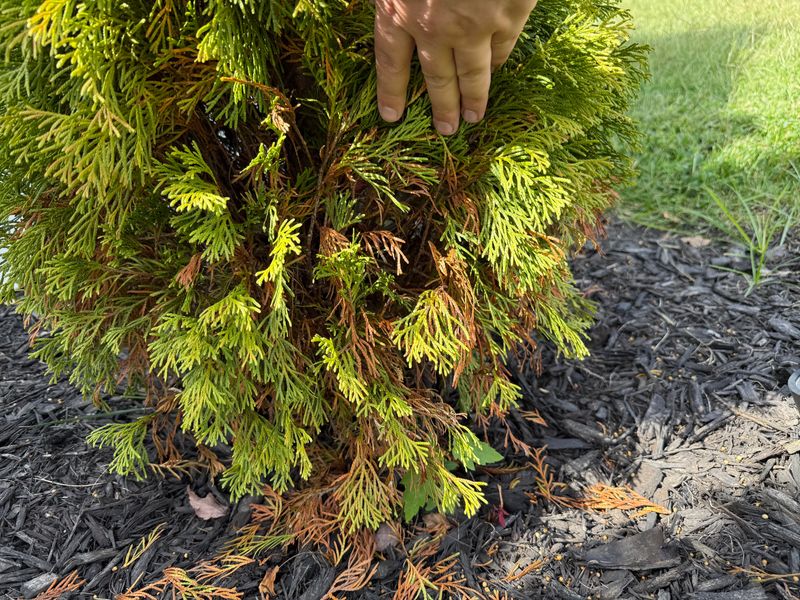 Shallow Watering May Leave Deeper Roots Too Dry
