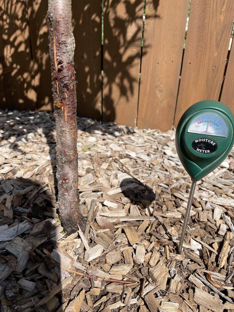 Shallow Watering Missing The Root Zone Shallow Watering Missing The Root Zone