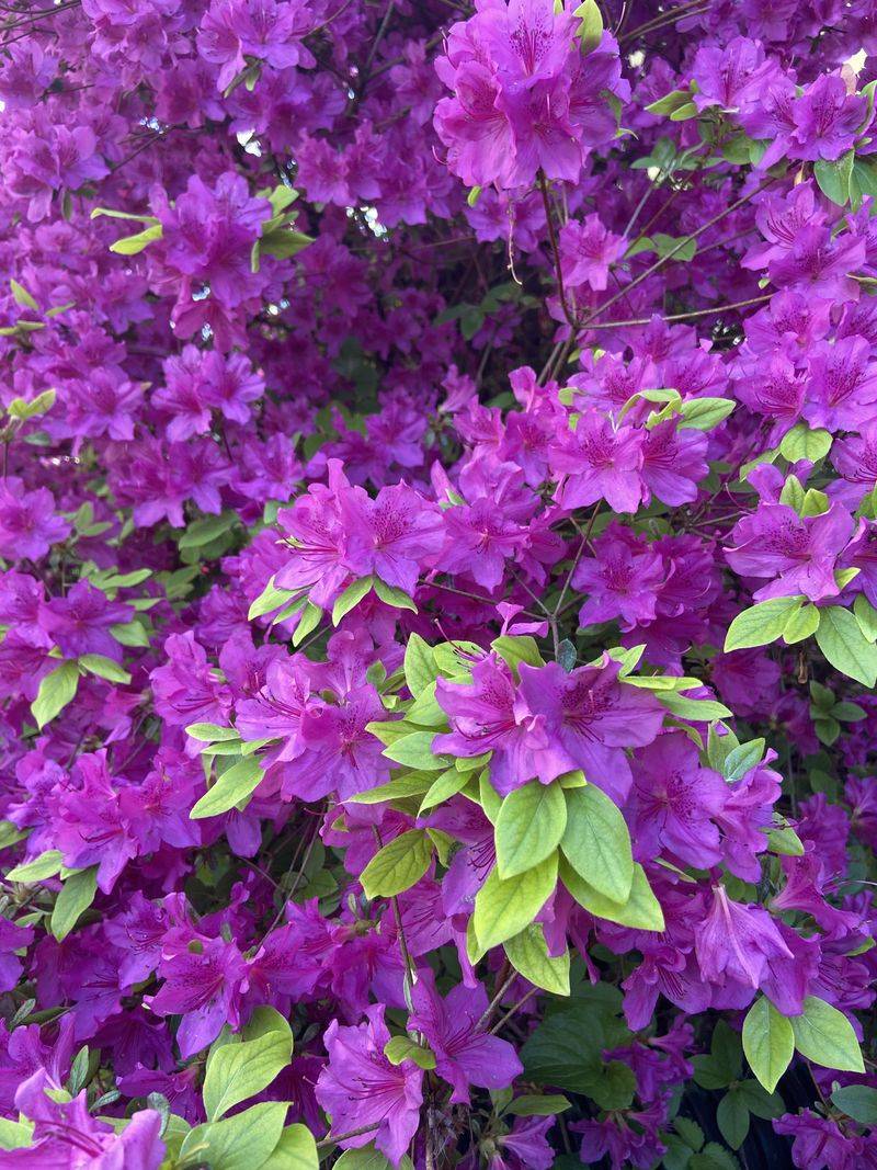 Shape Azaleas Before Next Buds Set