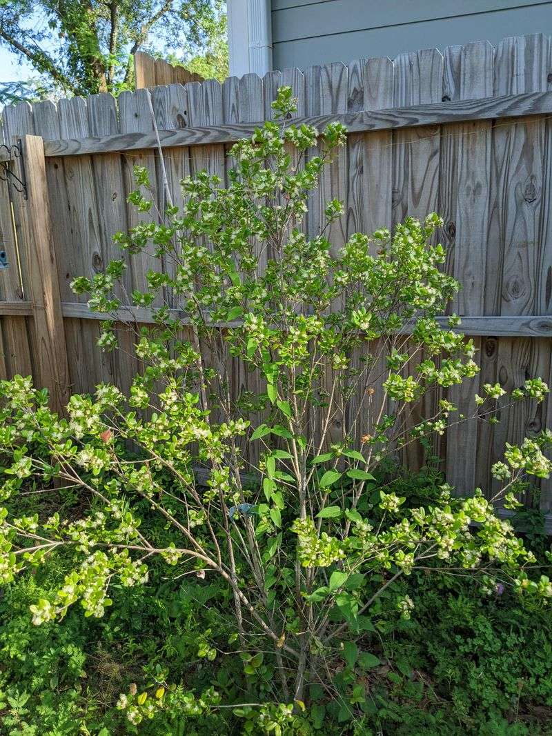 Shape It As A Shrub Or Small Tree Shape It As A Shrub Or Small Tree