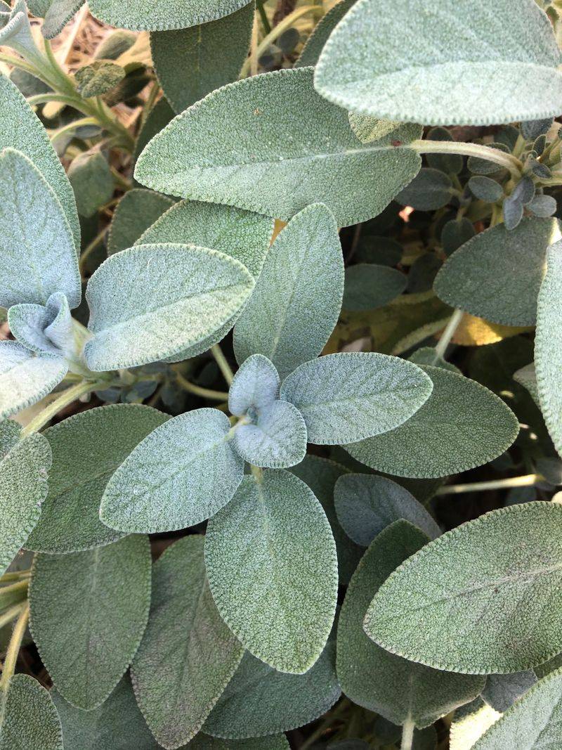 Shape Sage Into A Silver Foliage Statement