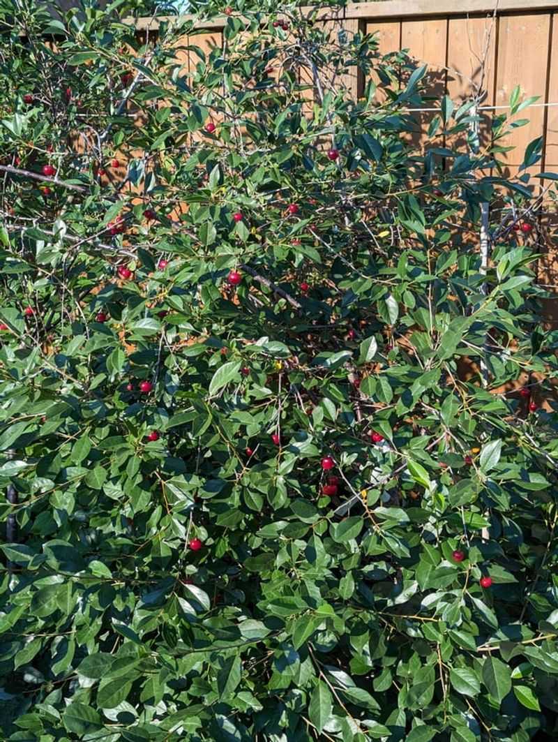 Shape Sour Cherries During Dry Weather