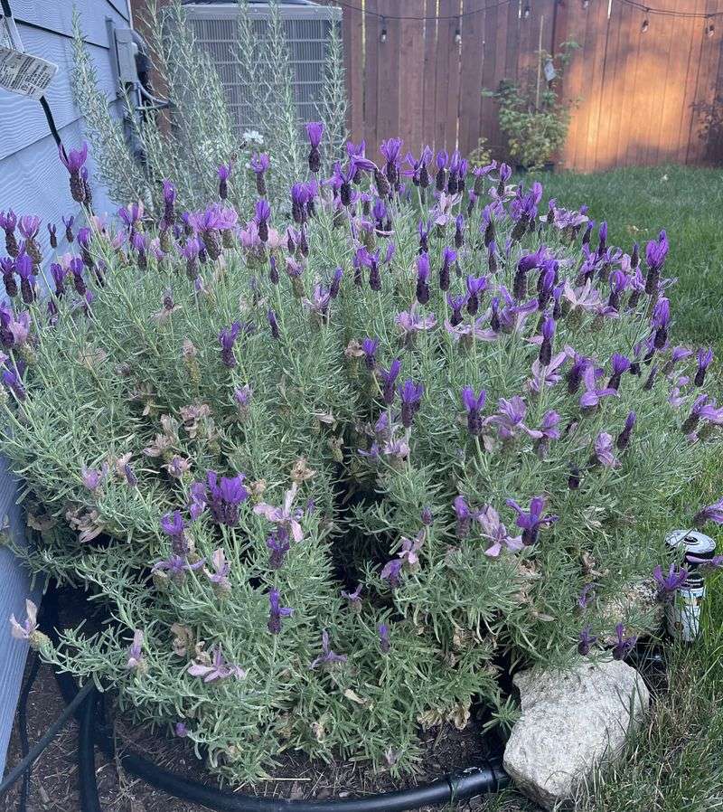Shape The Plant Without Exposing The Woody Center