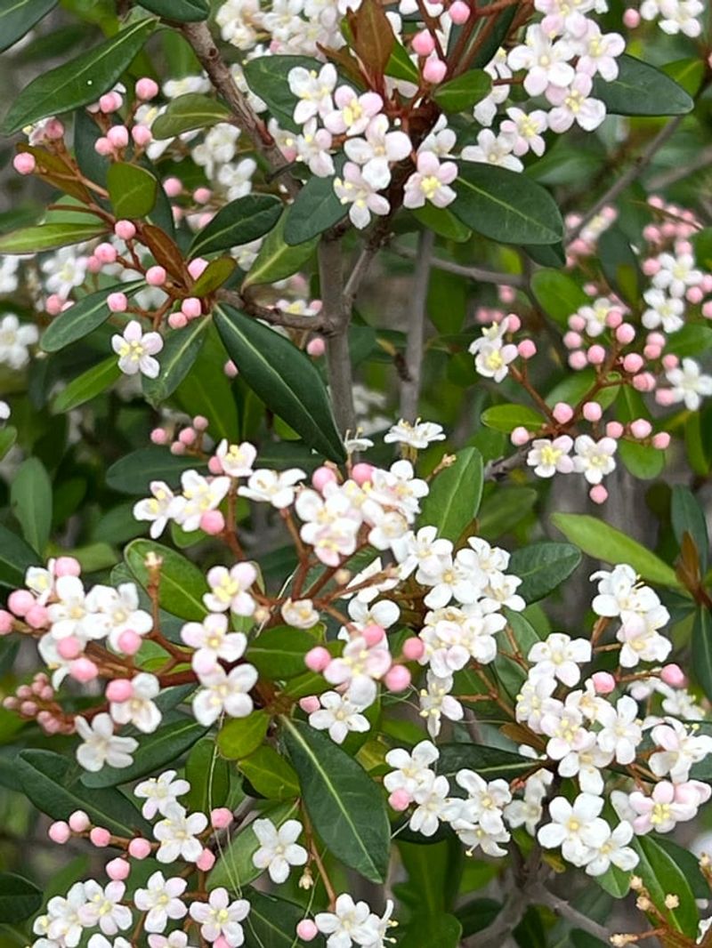 Shape Walter's Viburnum Into A Wall