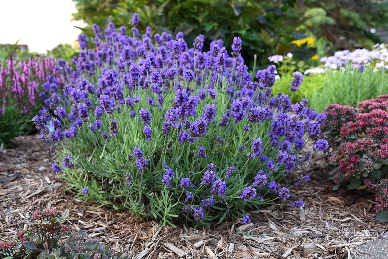 Shaping The Plant Before Fall Slows It Down