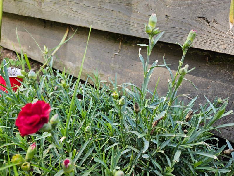 Sharp Drainage Matters More Than Rich Garden Soil Sharp Drainage Matters More Than Rich Garden Soil