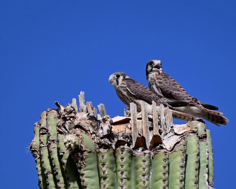 Sharp Eyesight Helps Them Spot Small Prey From Above Sharp Eyesight Helps Them Spot Small Prey From Above