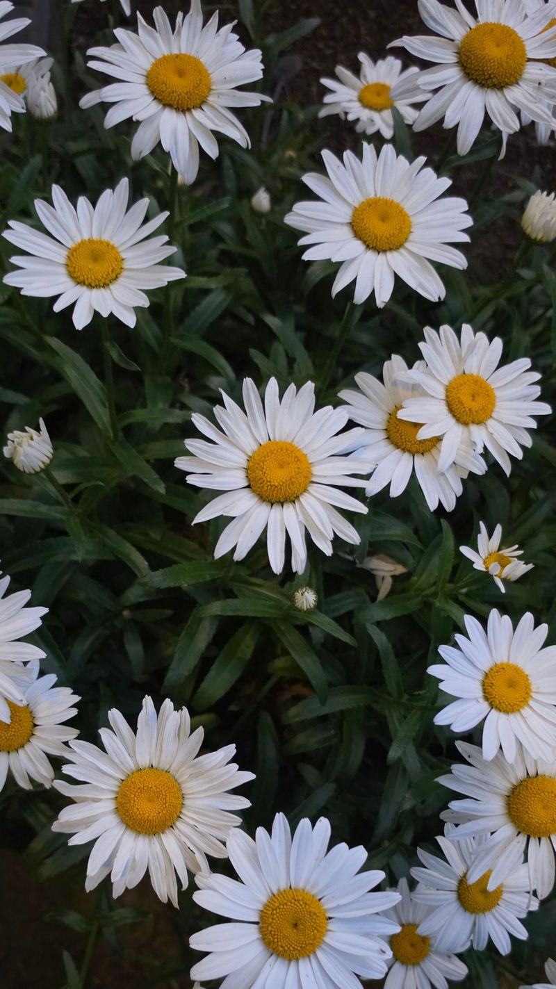Shasta Daisies Shasta Daisies