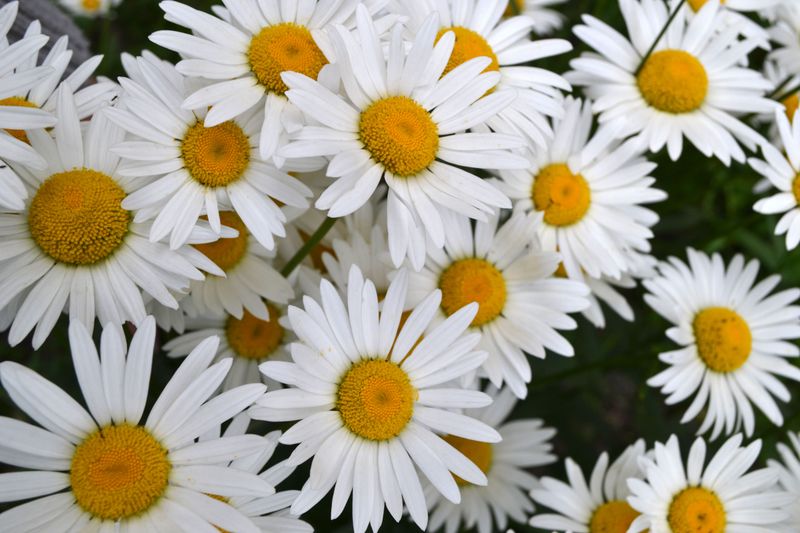 Shasta Daisies Bounce Back After Pruning Shasta Daisies Bounce Back After Pruning