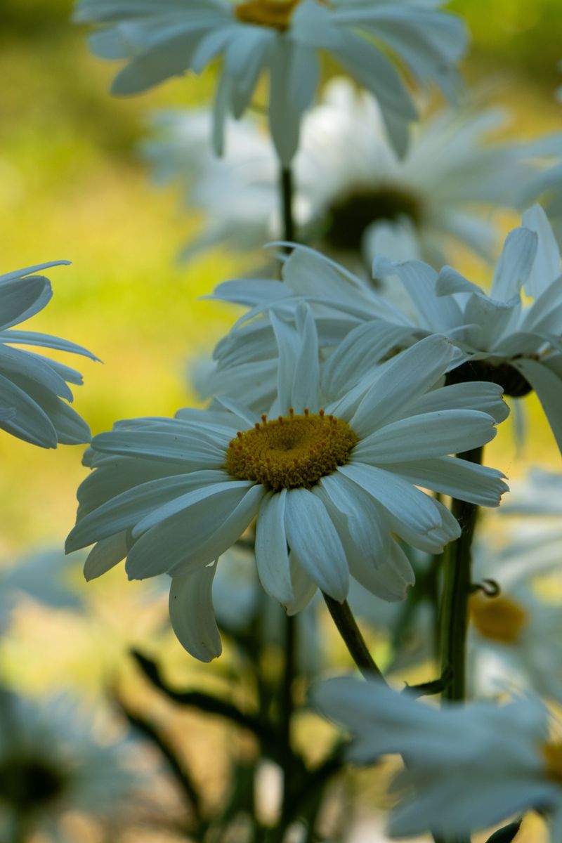 Shasta Daisies