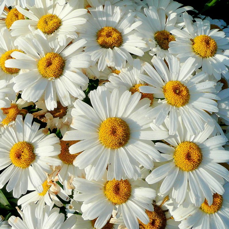 Shasta Daisy Shasta Daisy