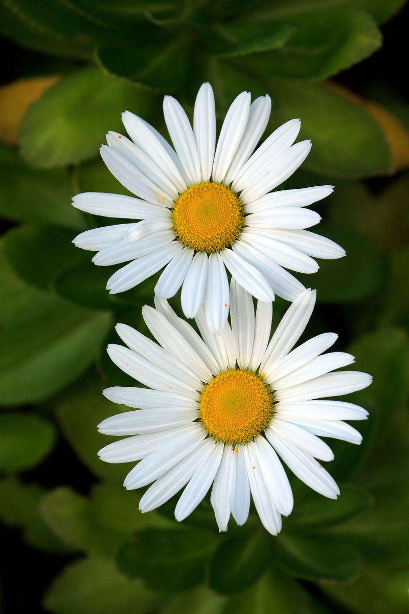 Shasta Daisy Shasta Daisy
