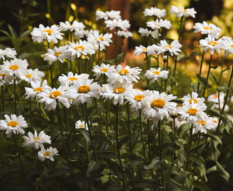 Shasta Daisy