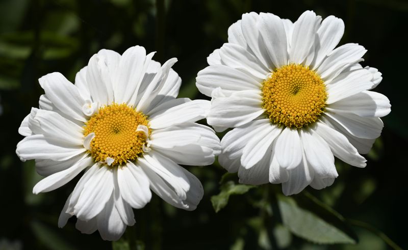 Shasta Daisy Shasta Daisy