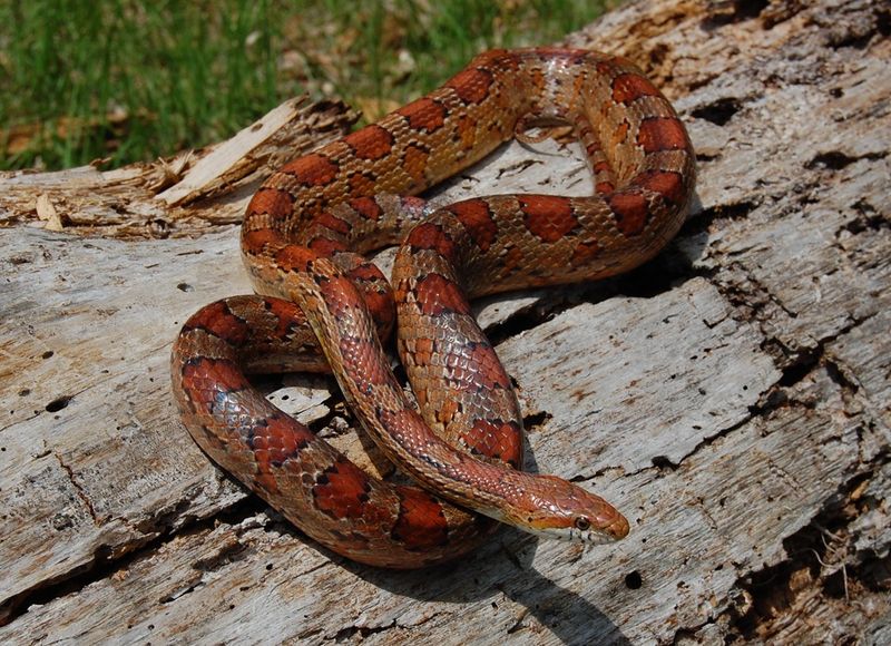 Sheds Give Corn Snakes More Than One Reason To Visit