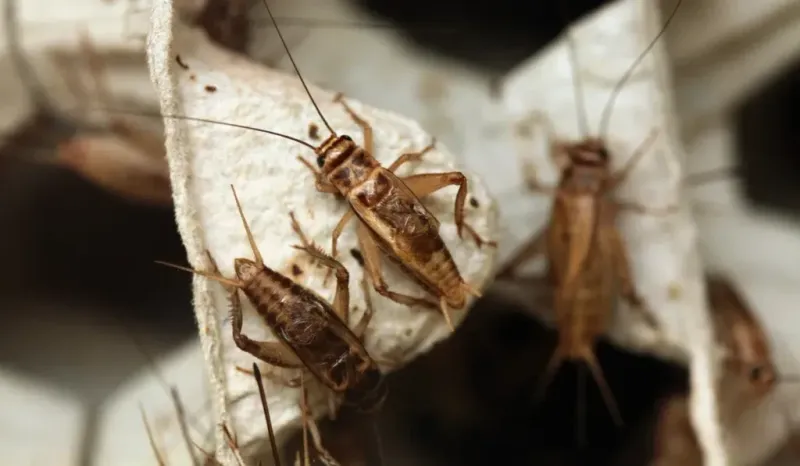 Shelter And Food Can Draw Crickets Around Homes