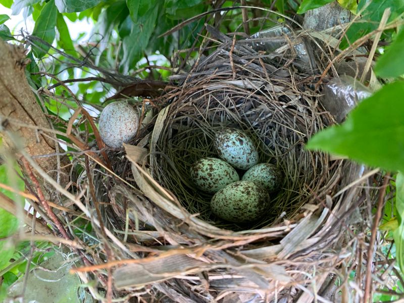 Shelter And Nesting Spots Cardinals Look For Shelter And Nesting Spots Cardinals Look For