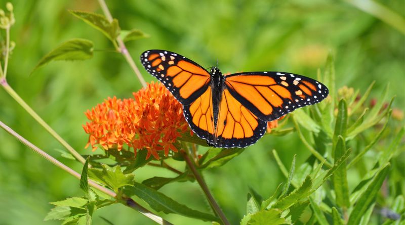 Sheltered Corners Can Offer A Break From Wind