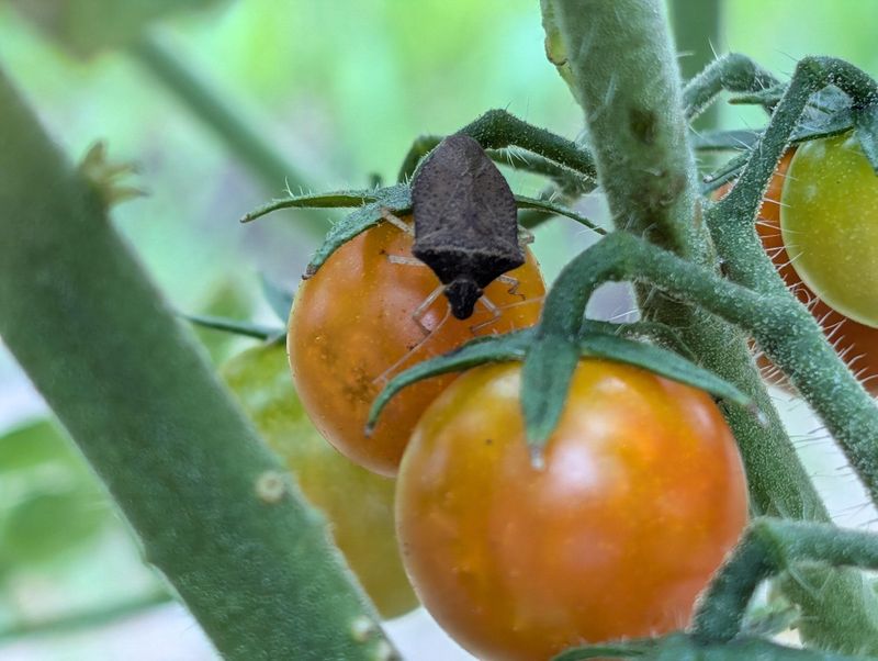 Shield Bugs Are Feeding On Ripening Tomato Fruit