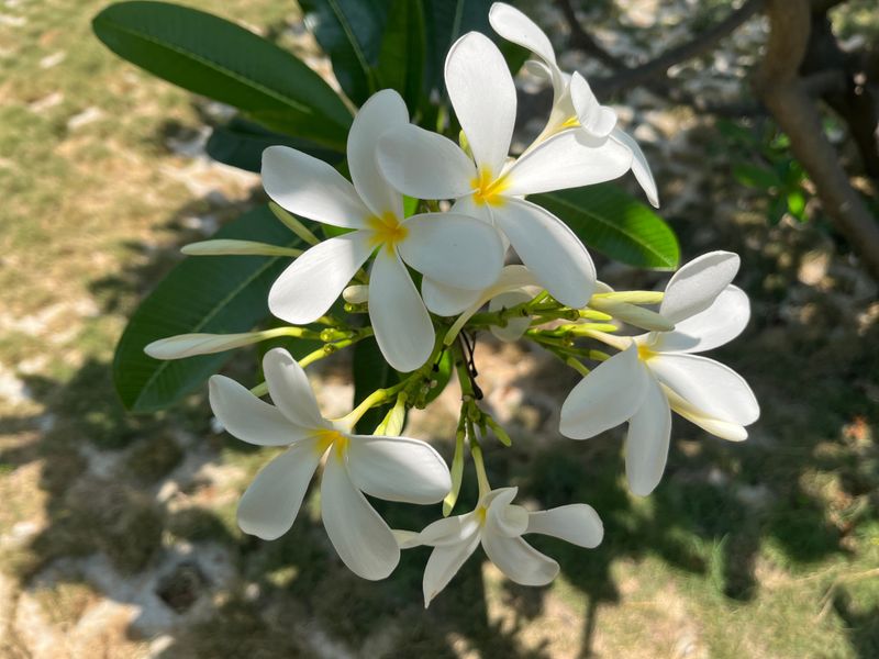 Shield Plumeria From Afternoon Sun Stress Shield Plumeria From Afternoon Sun Stress
