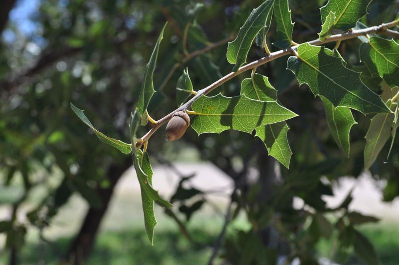 Shiny Dark Green Foliage Stands Out Along The Branches