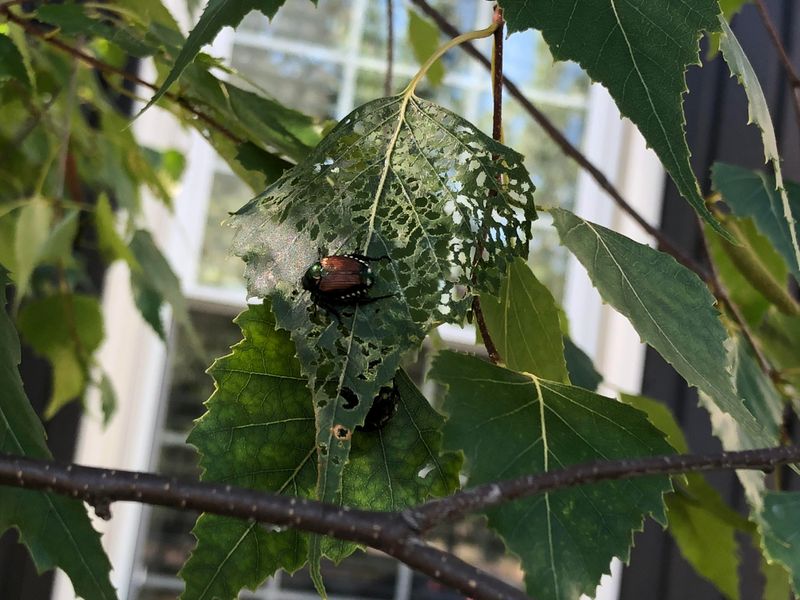 Shiny Pest Behind Those Lacy Leaves Shiny Pest Behind Those Lacy Leaves