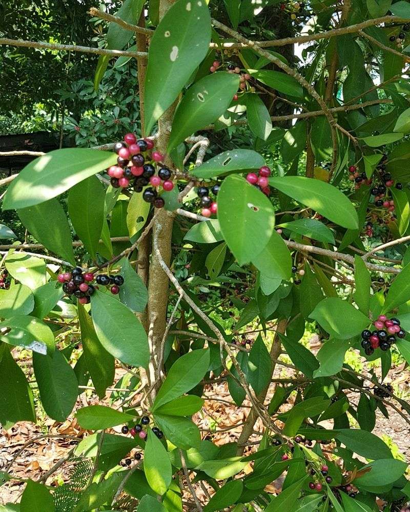 Shoebutton Ardisia Is Getting Cleared From Wet Ground Shoebutton Ardisia Is Getting Cleared From Wet Ground